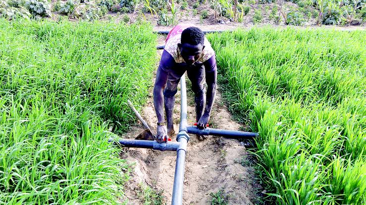 Farmers in Niger turn to solar irrigation over fuel cost, poor rainfall